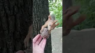 Шишка для незнакомой белки / A cone for an unfamiliar squirrel