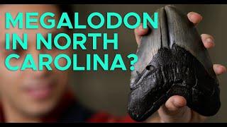 Why Is NC Megalodon Country?