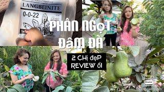 Cách Dùng Và Nơi Mua Phân Ngọt Đậm Đà Nhờ 2 Chị Khách Dễ Thương Review Ổi Nhà Trồng tt811