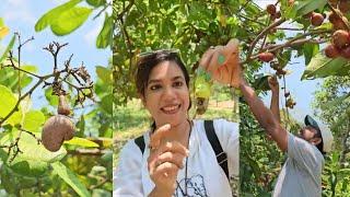 এমন ফল কে কে খেয়েছেন | Amazing Fruits | Tasty Fruits | Nature