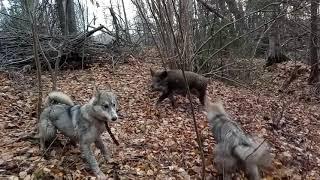 притравка молодых лаек по кабану Жуля (7мес) и Оса (5 мес)