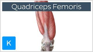 Quadriceps Femoris Muscle - Origin, Insertion and Function - Human Anatomy | Kenhub