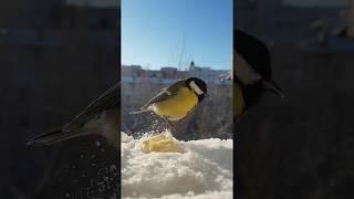 Great tit eats butter 4 / Большая синица ест масло 4