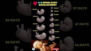 4 - 8 Weeks Baby development  Fetal development | Pregnancy week by week #shortsvideo #baby