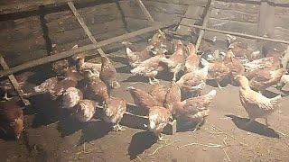 Содержание кур. Зачем нам столько? Жизнь в деревне / Keeping chickens. Village life.