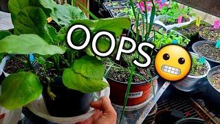 When To Plant Your Garden Veggies? Adhd Hacks To Get Planting & Seed Times RIGHT!