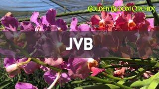 JVB ORCHIDS @ Golden Bloom Orchids