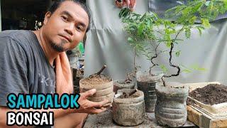 SAMPALOK BONSAI+TAMARIND BONSAI WORKSHOP