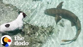 Dog Swims With Her Shark BFF Every Day | The Dodo