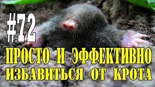 #72 Как избавиться от кротов. Просто и эффективно.