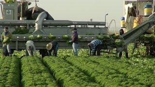 NAFTA & AZ Produce