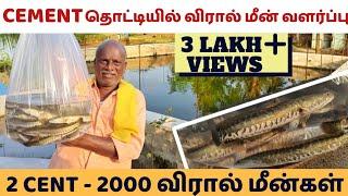 தோட்டத்தில் விரால் மீன் வளர்ப்பு CEMENT தொட்டியில் தொடங்குவது எப்படி, Profitable Viral Fish Farming.