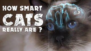 How smart cats really are