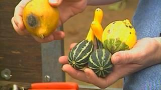 Ornamental Gourds