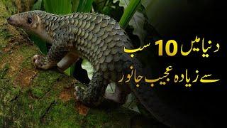 10 Most Strange Animal In The World | دنیا میں 10 سب سے زیادہ عجیب جانور