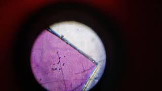 Olhando dentro do Microscópio