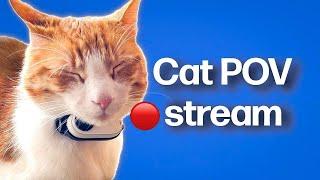 Cat POV / Cat with Camera  / Ros' Unedited Stream #13