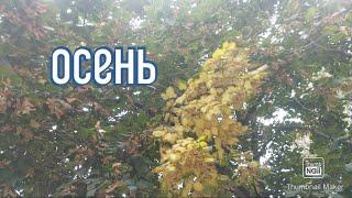 Vlog литературная встреча