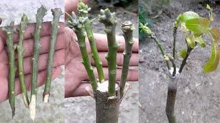 New Mango Multiple Grafting Techniques|New Mango grafting tree/mango tree/mango/tree/mango plant