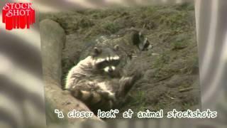 Animal Stockshots - Raccoon - Wasbeer - procyon lotor