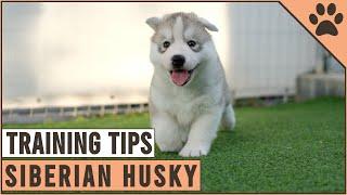 How To Train A Husky Puppy? Easiest Methods | Dog World