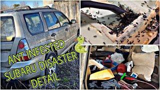 Deep Cleaning Ant Infested Abandoned Subaru Forester, What will we find inside !?