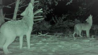 Howling coyotes on trail cam - KFLA region - by Chris Grooms