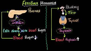 Hormone feedback mechanism  | Control & Coordination | Biology | Khan Academy