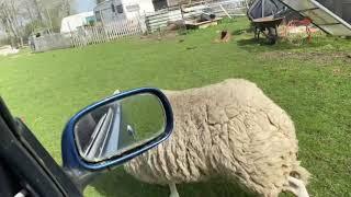 Our pet ram ramming my car ! One angry  sheep , even jumps in the back of the car