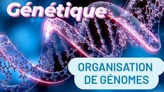 Génétique : organisation de génomes