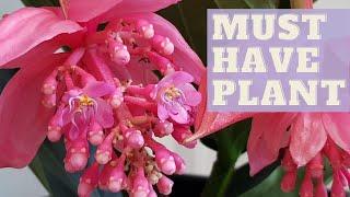 How To Grow MEDINILLA MAGNIFICA | Rose Grape Plant