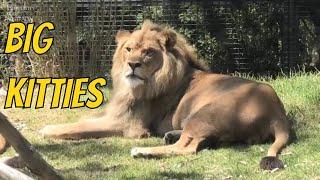 LIONS IN ROYAL MELBOURNE ZOO AUSTRALIA
