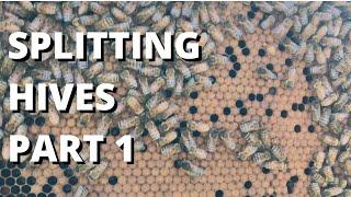 Splitting hives part 1