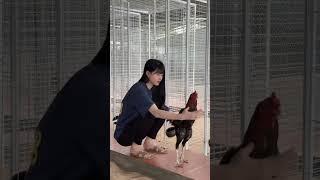 inilah wujud ayam pama x bangkok x shamo di kandang baja ringan farm