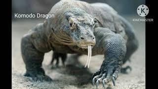 Komodo dragon sounds (lizard)