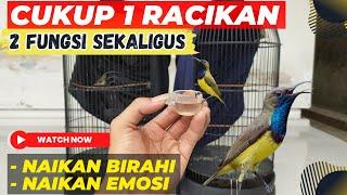 JARANG YANG TAUCARA MENAIKAN BIRAHI & EMOSI SOGON DALAM SATU PERAWATAN