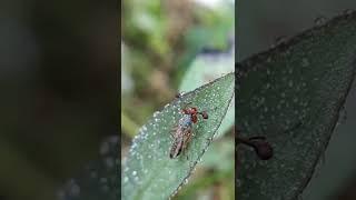 Unique creature of Himalaya with strange eyes ! | Wonders of Himalayas