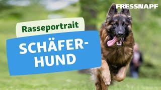 Rasseportrait: Deutscher Schäferhund