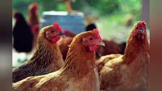 Какие породы кур дают больше яиц в год? Как их кормить? #Курица #Несушка #Фермер #Факты #Ферма #Яйцо