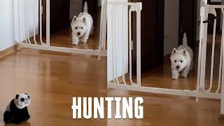 Westie Hunting - Dog vs Panda