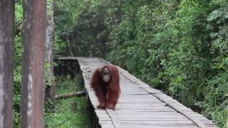 Borneo's Heart of Darkness