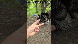 Insane Wild Turkey Sounds