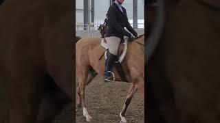 Region 18 Sport Horse half Arab open