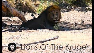 HUGE Male Lions, Approaching GOMONDWANE Territory! Old Male Lions In Trouble? Kruger National Park!
