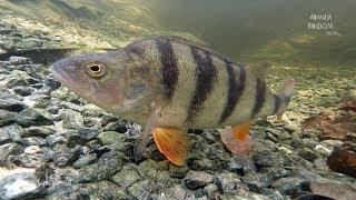 Northern pike (Esox lucius) & European Perch (Perca fluviatilis)-Animalia Kingdom Show