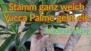 Yucca Palme retten Stamm wird weich matschig und bekommt gelbe Blätter Yucca geht ein