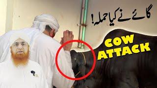 Cow Attack on Haji Imran Attari || cow mandi || #attack #hajiimranattari #cow