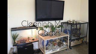 Pet Cage Cleaning; Loft Edition | Hedgehog, Hamster, Leopard Gecko