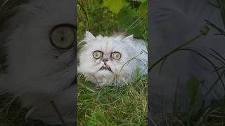 Funny animals 2023 - Funniest Cats and Dogs Video303 #shorts