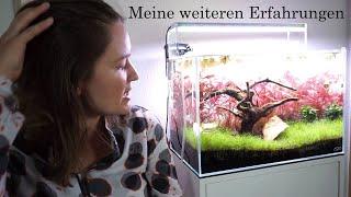 Aquascaping  - Meine weiteren Erfahrungen - Den Algen wird der Garaus gemacht!